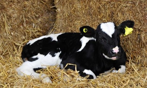 Calf sat by straw bales. Copyright AHDB. 